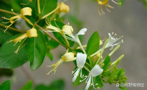 金銀花種植方法|【金銀花種植方法】金銀花種植大全：最廣泛的品種、日常養護秘。